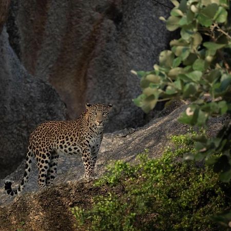 Jawai Leopard Villa Bijapur  Экстерьер фото
