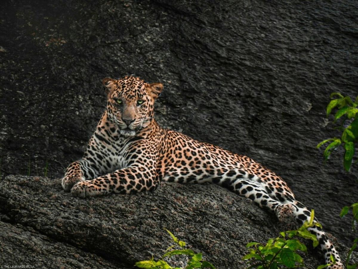 Jawai Leopard Villa Bijapur  Экстерьер фото
