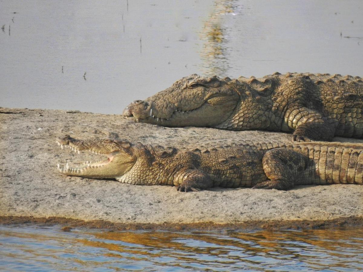 Jawai Leopard Villa Bijapur  Экстерьер фото
