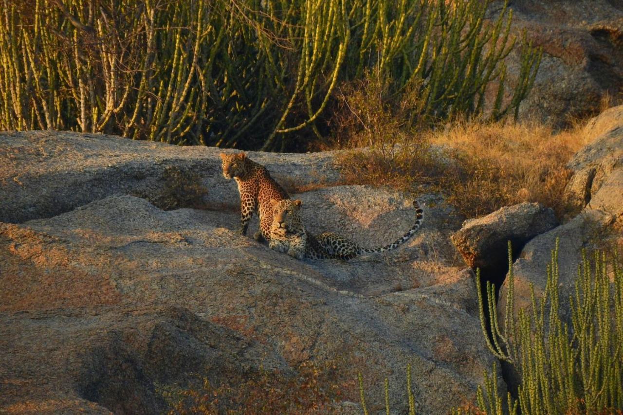 Jawai Leopard Villa Bijapur  Экстерьер фото
