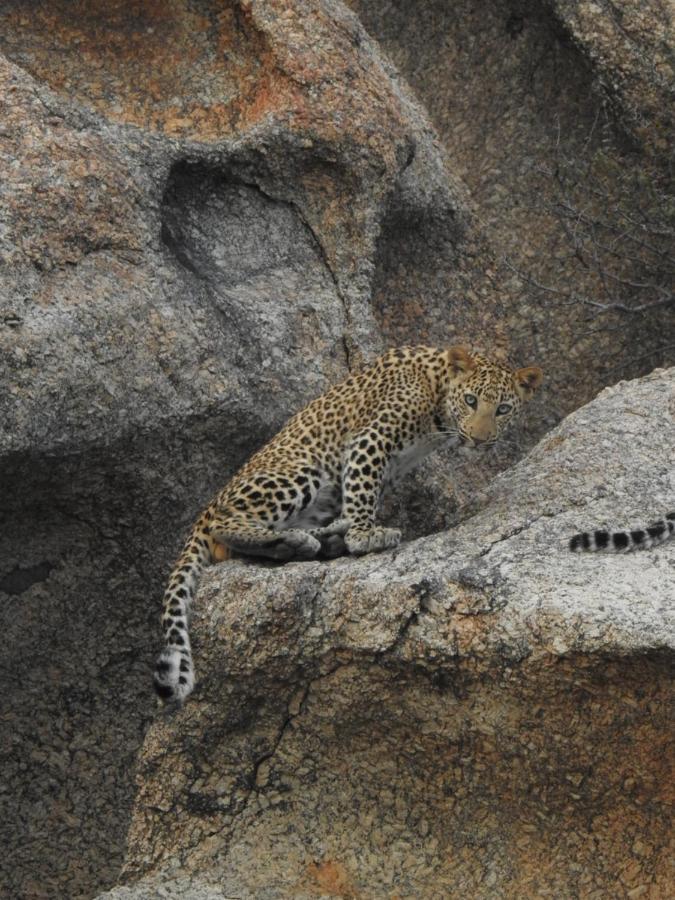 Jawai Leopard Villa Bijapur  Экстерьер фото