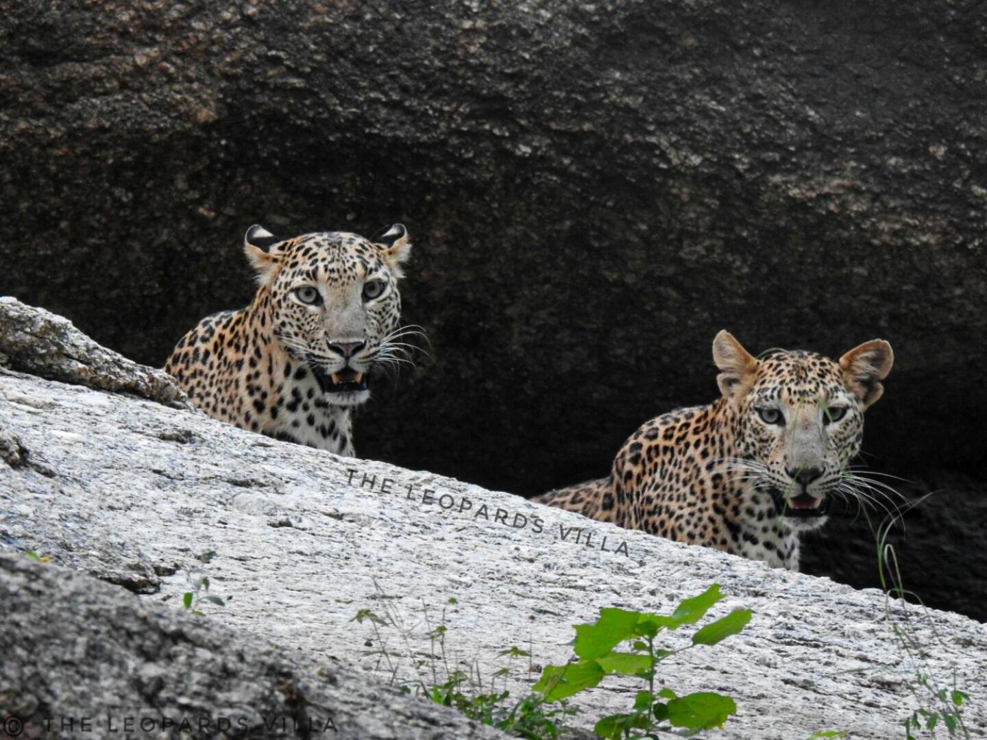 Jawai Leopard Villa Bijapur  Экстерьер фото