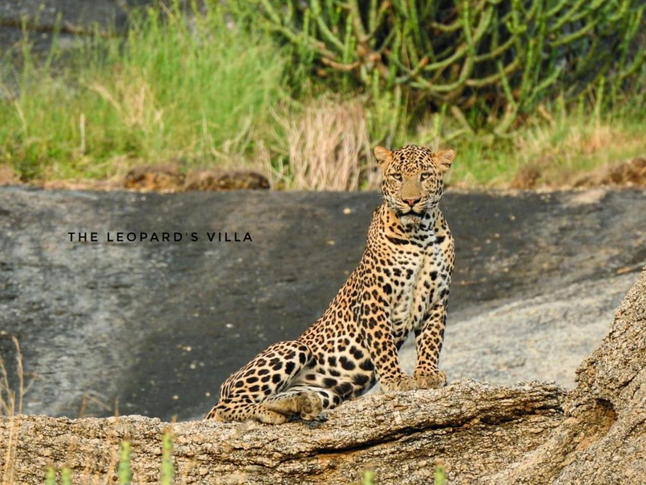 Jawai Leopard Villa Bijapur  Экстерьер фото