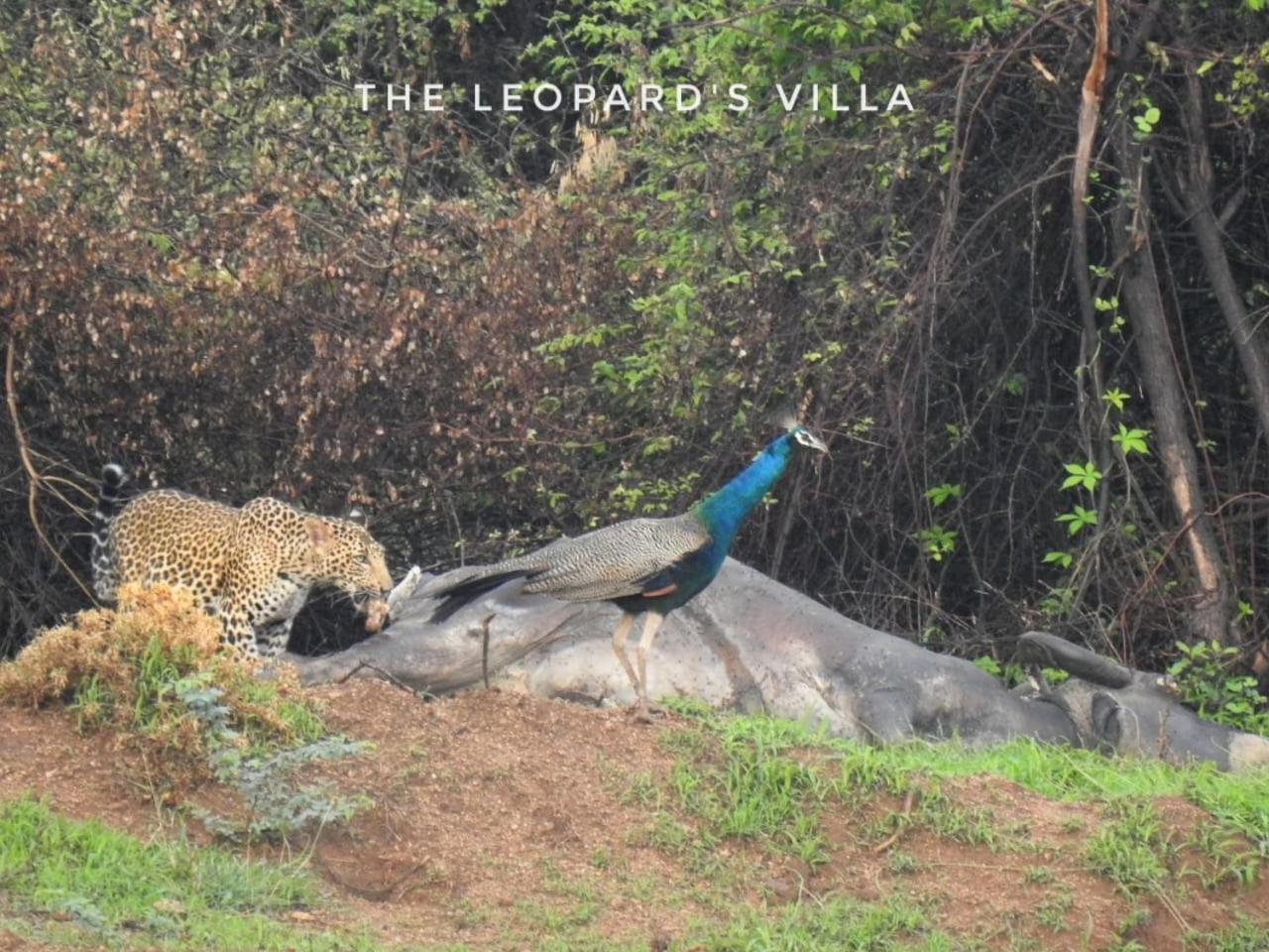 Jawai Leopard Villa Bijapur  Экстерьер фото