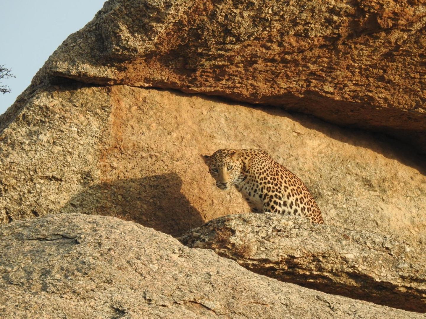 Jawai Leopard Villa Bijapur  Экстерьер фото